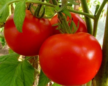 Opis odrody paradajok Brother 2 f1, kultivácia a výnos
