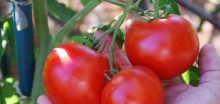 Características y descripción de la variedad de tomate Doll Masha