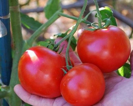 Charakteristika a opis odrody paradajok Doll Masha