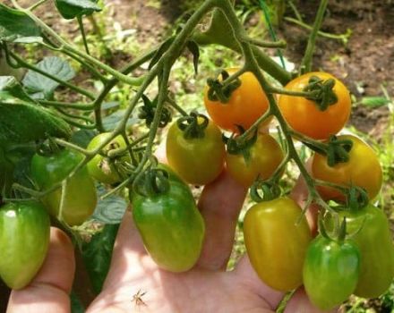 Beskrivning av körsbäret Lisa tomatsort, dess egenskaper och utbyte