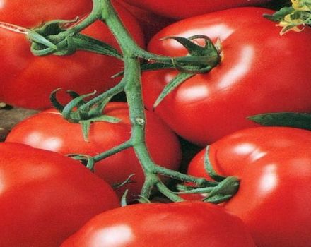 Pomidorų veislės Mars F1 charakteristikos ir aprašymas, derlius