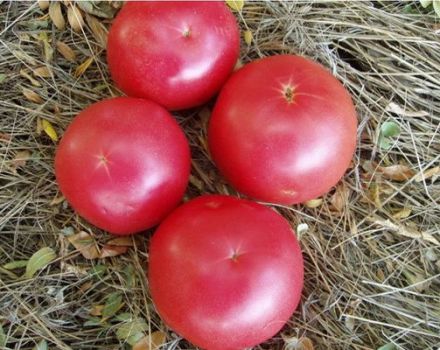 Caractéristiques et description de la variété de tomate Framboise baguée, son rendement