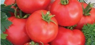 What are standard tomatoes, the best varieties for open ground and greenhouses