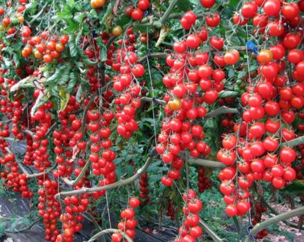 Kenmerken en beschrijving van de tomatenvariëteit Rapunzel, de opbrengst