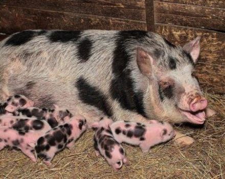 Combien de porc enceinte marche et de quoi dépend le moment, comment déterminer