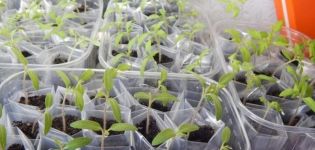 Plantació i consells per al cultiu de tomàquets segons el mètode Galina Kizima