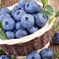 How best to keep blueberries fresh for the winter at home