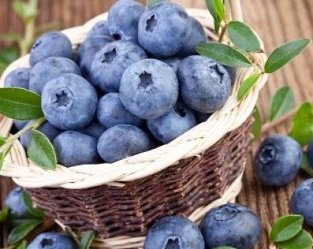 Paano pinakamahusay na panatilihing sariwa ang mga blueberries para sa taglamig sa bahay