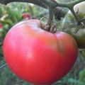 Beschrijving en kenmerken van tomatenras Pink Rise F1