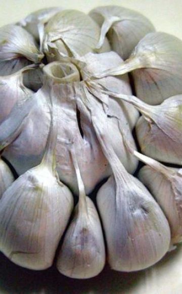 How spring garlic differs from winter garlic and which one is better to store