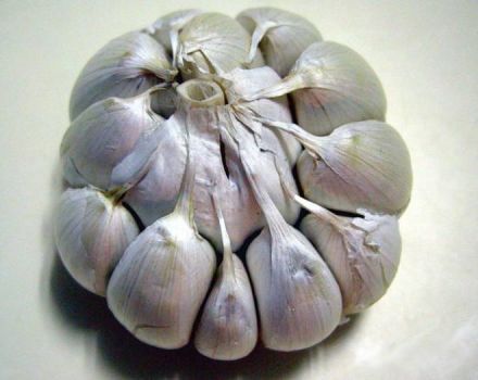 In che modo l'aglio primaverile differisce dall'aglio invernale e quale è meglio conservare