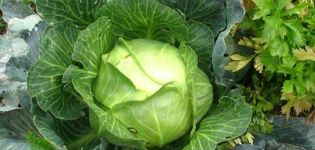 Description of the Megaton cabbage variety, cultivation features