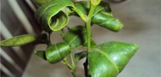 Prečo sa citrónové listy môžu skrútiť a čo robiť