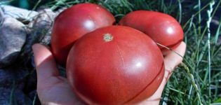 Beskrivning av tomatsorten Carbon (Carbon), dess egenskaper och odling
