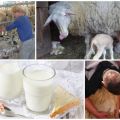 Hur mycket mjölk ger får per dag och dess fördelar och skador, vilka raser kan inte mjölkas