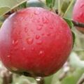 „Katya“ obuolių veislės aprašymas ir veisimo istorija, pranašumai ir trūkumai, derlius