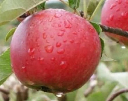 „Katya“ obuolių veislės aprašymas ir veisimo istorija, pranašumai ir trūkumai, derlius