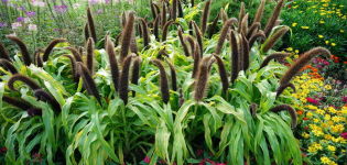 Augalo pennisetum (pinnate) lapkočio aprašymas, jo sodinimas ir priežiūra