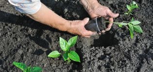 Vid vilken temperatur och när kan paprika planteras i öppen mark