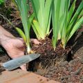 The better to feed irises, the rules and timing of fertilization