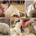 Co dělat doma s ovčí vlnou po stříhání a jak obchodovat
