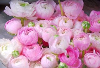 How and when is it better to transplant peonies to another place in the summer cottage