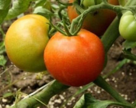 Beskrivning av det nya året tomatsorten och dess egenskaper