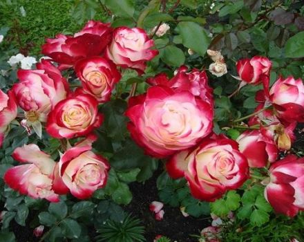 Description of the rose variety Anniversary of the Prince of Monaco, planting and care rules