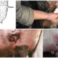 16 уобичајених болести крављег вимена и њихово лечење