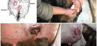 16 boli comune ale ugerului de vacă și tratamentul acestora