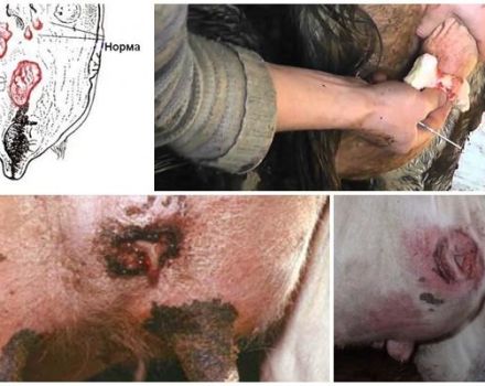 16 уобичајених болести крављег вимена и њихово лечење