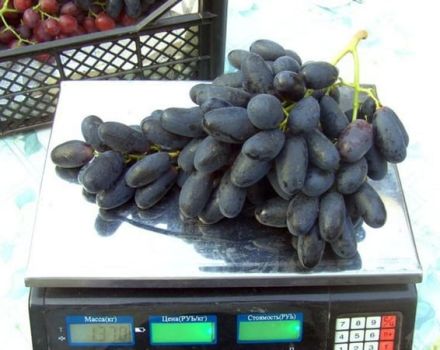 Beschrijving en opbrengst van de Velika-druivensoort, belangrijkste kenmerken en geschiedenis