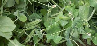 How and when to sow peas as green manure, for which crops it is suitable