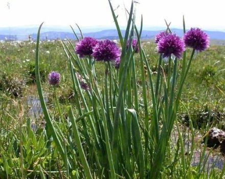 Description of the best varieties of wild (aromatic) onions, their cultivation and care
