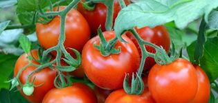 Tomaattilajikkeen Dobry f1 ominaisuudet ja kuvaus, sen sato