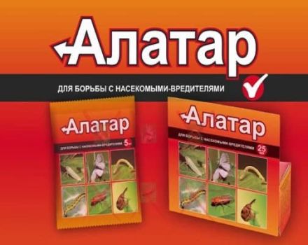 Instructions pour l'utilisation du remède Alatar pour le doryphore de la pomme de terre