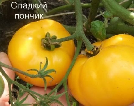 Obilježja i opis sorte rajčice Slatki krafnik, njegov prinos