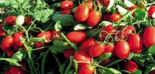 Beskrivning av tomatsorten Fenomen, dess egenskaper och utbyte