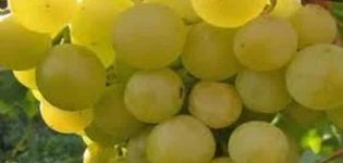A Galbena Nou szőlőfajtának és a termesztés finomságainak leírása és jellemzői, előnyei és hátrányai