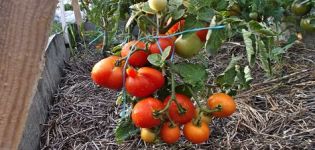 Descripción y características de la variedad de tomate Kalinka-Malinka
