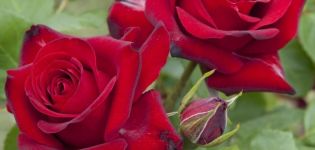 Beskrivning och egenskaper hos Niccolo Paganini rosor, planterings- och vårdregler