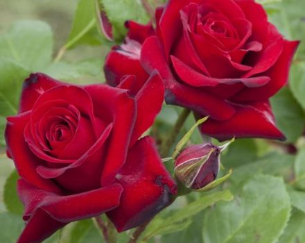 Description et caractéristiques des rosiers Niccolo Paganini, règles de plantation et d'entretien