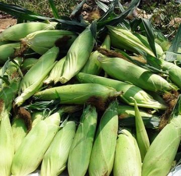 Peraturan dan syarat untuk menuai jagung tongkol dari ladang