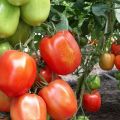 Characteristics and description of the tomato variety Nastya sibiryachka