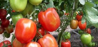 Charakteristiky a opis odrody paradajok Nastya sibiryachka