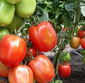 Pomidorų veislės Nastya sibiryachka charakteristikos ir aprašymas