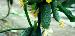 Čaikovskio agurkų veislės aprašymas, jo savybės ir derlius