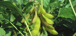 Beskrivelse og karakteristika for sojabønnsorter i Rusland og i verden, ultra-tidlig modning og højtydende