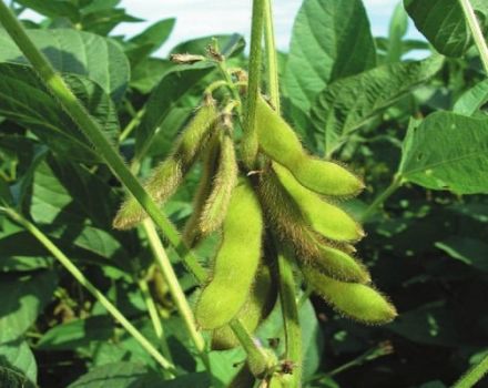 Descripción y características de las variedades de soja en Rusia y en el mundo, maduración ultra temprana y alto rendimiento.
