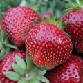 ¿Qué variedades de fresas son mejores para elegir para la región de Moscú para campo abierto, creciendo?